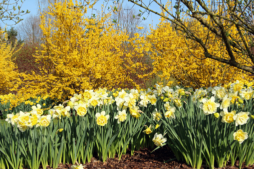 Spring impression - forsythia blossoms and yellow daffodils in springtime