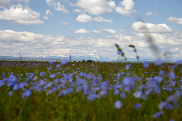 istock cornflowers on meadow with white clouds and blue sky 1299661577