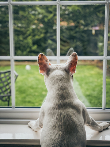 Rear view of French Bulldog looking out of window