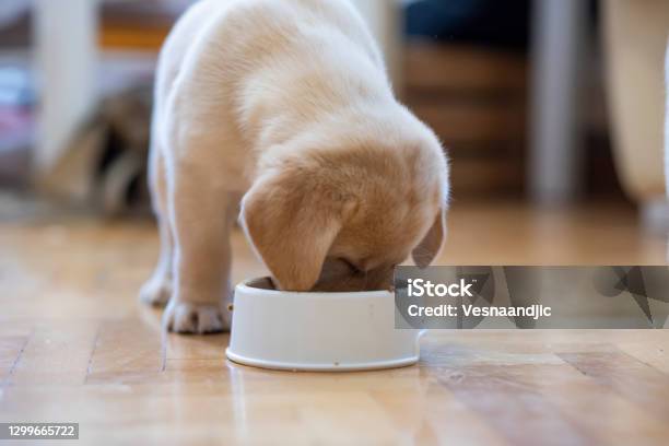 Puppy Eating Stock Photo - Download Image Now - Puppy, Feeding, Labrador Retriever