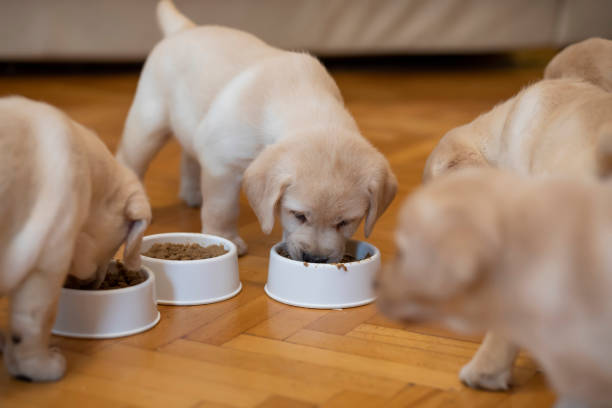 istock Puppies eating together 1299665728