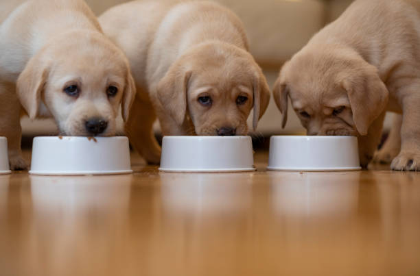 istock Puppies eating together 1299665767