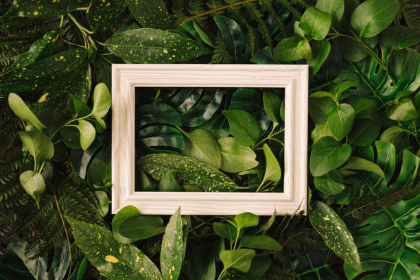 istock Tropical green leaves with white wooden frame. Creative nature background. Minimal summer abstract jungle or forest pattern. 1299666017