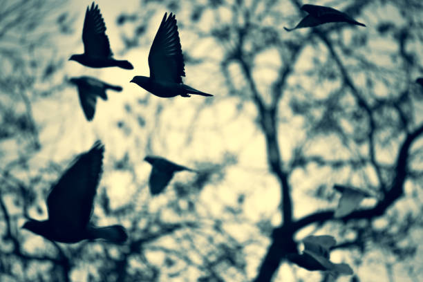 istock Silhouettes of flying doves, pigeons against tree branches and sunset sky 1299667930