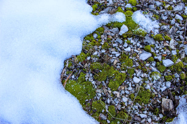Snow. Stones. Moss. Snow. Background. Stones and mosses.