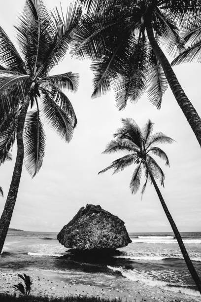 Beautiful black sand beach in Hawaii.