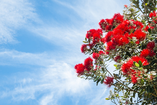 closeup of New Zealand Christmas tree in bloom against blue sky with copy space on left