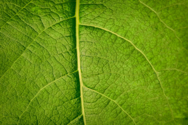istock Green leaf texture. Green leaf texture background. Macro of a green leaf with veins. 1299671675