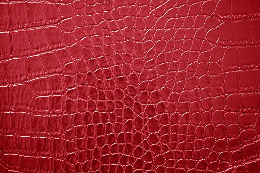 Red Crocodile Texture Leather Patent Artificial Pattern Maroon Background Abstract Alligator Dragon Dinosaur Ombre Skin Copy Space Macro Photography Design Template for presentation, flyer, card, poster, brochure, banner