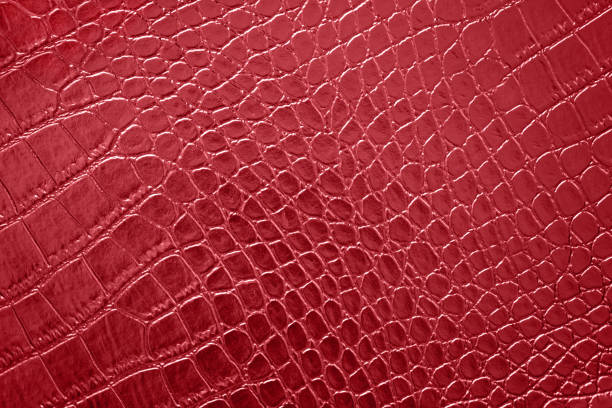 Red Crocodile Texture Leather Polished Artificial Pattern Maroon Tilt Background Abstract Alligator Dragon Dinosaur Ombre Skin Macro Photography Red Crocodile Texture Leather Artificial Pattern Maroon Tilt Background Abstract Alligator Dragon Dinosaur Ombre Skin Copy Space Macro Photography Design Template for presentation, flyer, card, poster, brochure, banner cherry colored stock pictures, royalty-free photos & images