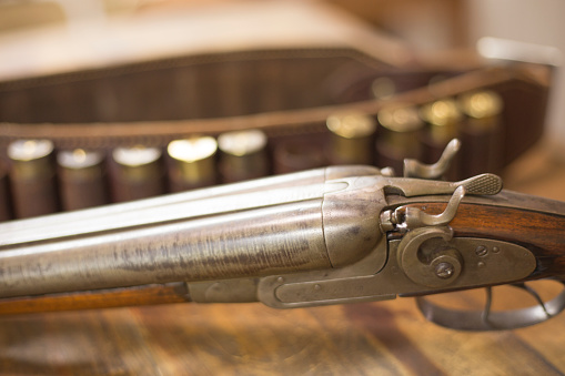 Antique 12 gauge double barrel shot gun.  On display for sale.  Gun belt with shells in background.