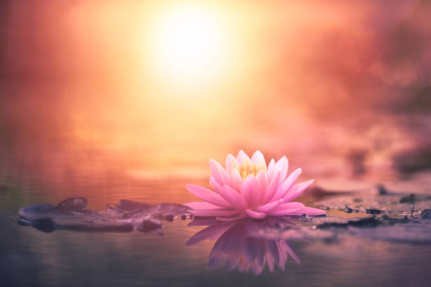 istock Pink Lotus Flower Or Water Lily 1299675766