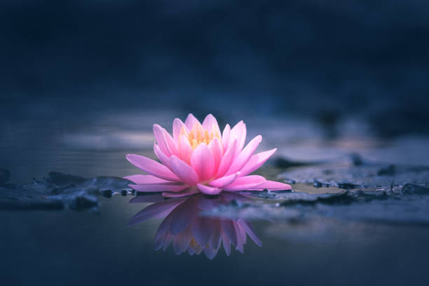 istock Pink Lotus Flower Or Water Lily 1299678135