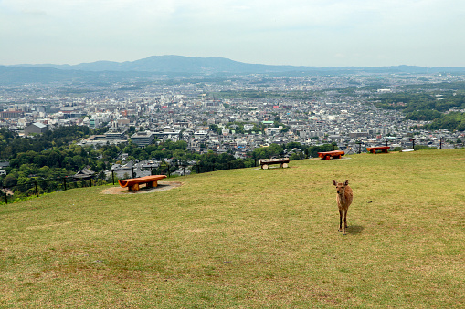 Deer on the grassland at Mt. Wakakusa