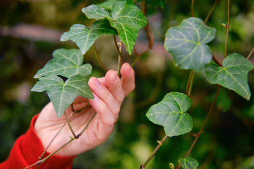 Man florist hands with hedera helix leaf, greenhouse with plants