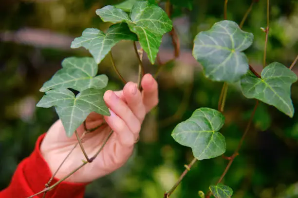 Photo of Man florist hands with hedera helix leaf, greenhouse with plants
