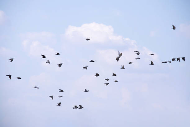 istock Flock of birds flying in the blue sky 1299679433