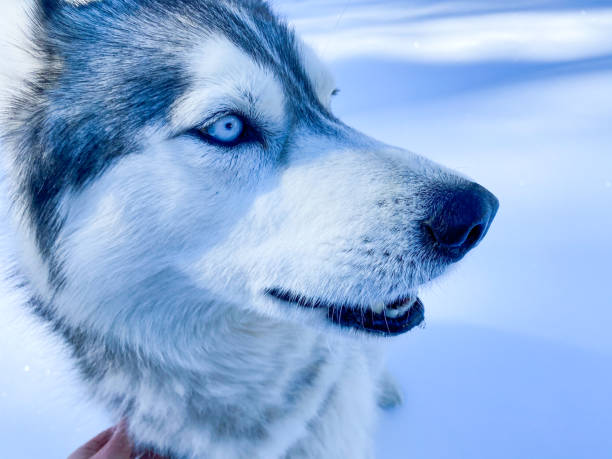 An extreme close-up captures the captivating blue eye of a husky, surrounded by its soft fur, reflecting its surroundings. Concept of the soul in the eye and wild ancestry