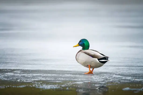 Photo of duck in winter