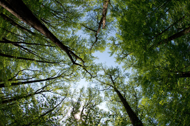 Shenandoah National Park - Woods & Treeline - Virginia Shenandoah National Park - Woods & Treeline  - Virginia skyline drive virginia photos stock pictures, royalty-free photos & images
