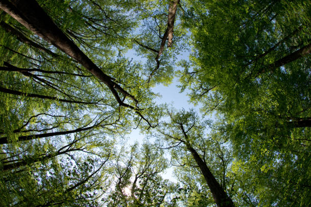 parque nacional shenandoah - woods & treeline - virgínia - peaceful river - fotografias e filmes do acervo