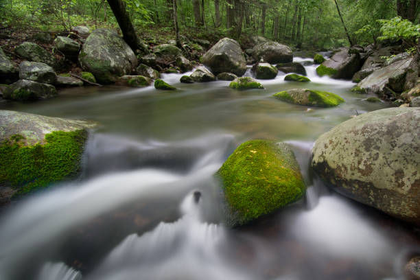 park narodowy shenandoah - kanion białego dębu - krajobraz dzikiej przyrody - shenandoah river valley zdjęcia i obrazy z banku zdjęć