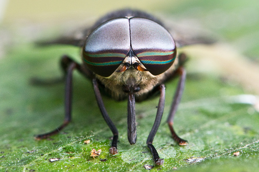 Common Housefly - Insect Compound Eyes - Macrophotography