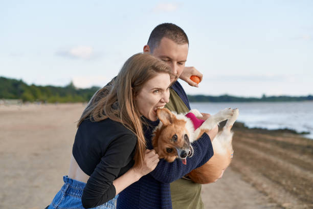 joven pareja feliz con perro de pie en la playa. hermosa chica mordiendo corgi oreja de cachorro - enfold fotografías e imágenes de stock