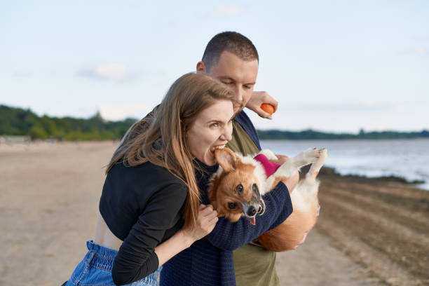 jeune couples heureux avec le crabot restant sur la plage. belle fille mordant l’oreille de chiot de corgi - enfold photos et images de collection