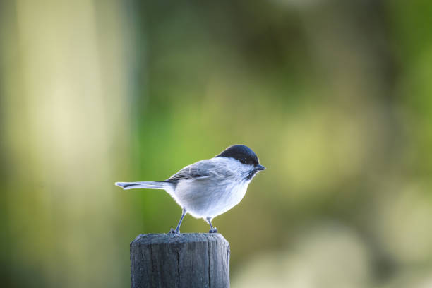 black capped chickadee (poecile atricapillus) - bird chickadee animal fence imagens e fotografias de stock