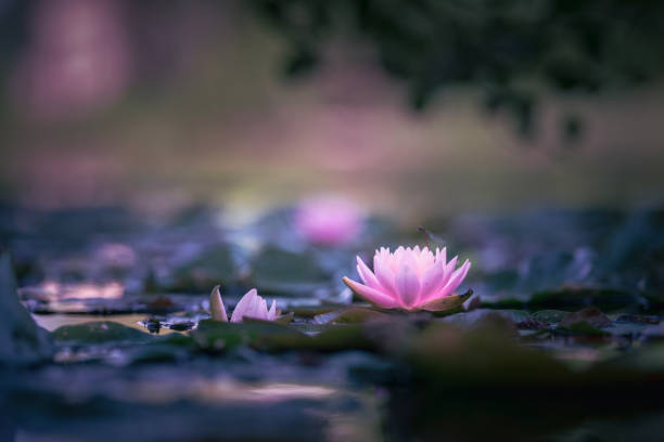 istock Pink Lotus Flower Or Water Lily 1299685185