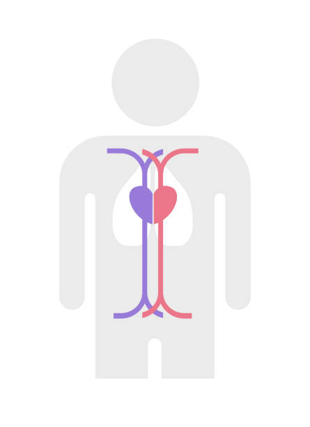 einfache arterien und venen struktur vektor-illustration - human cardiovascular system human heart human vein blood flow stock-grafiken, -clipart, -cartoons und -symbole