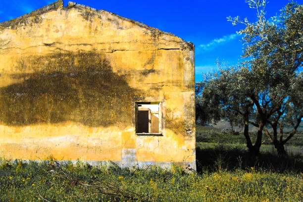 istock Sicily: Abandoned Yellow House in Olive Grove 1299688314