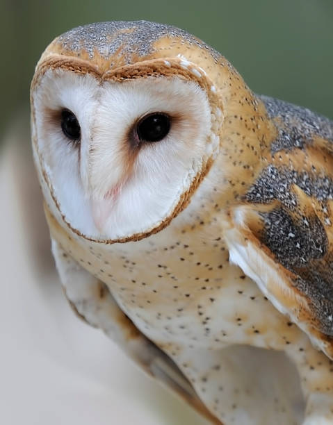 istock Barn owl looking for a meal,  close shot 1299688552