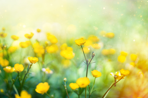 Buttercup flowers in the meadow in summer sunlight