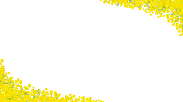 Mimosa hand drawn vector frame. / white background Mimosa hand drawn vector frame. / white background wattle flower stock illustrations