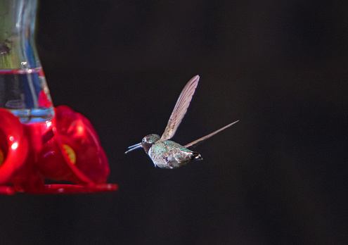 Hummingbird in flight