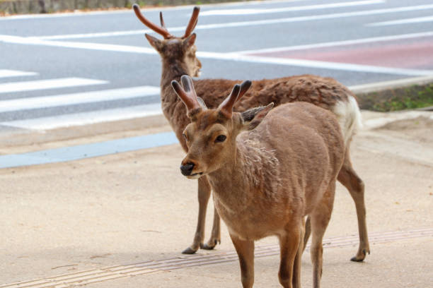istock Wild deer on the sidewalk beside the street 1299690157