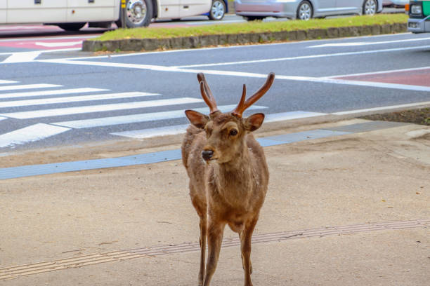 istock Wild deer on the sidewalk beside the street 1299690169
