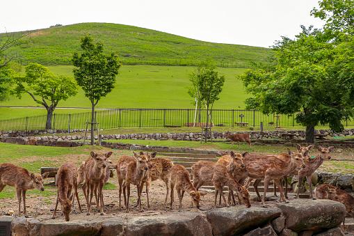 Mt. Wakakusa and a flock of deer