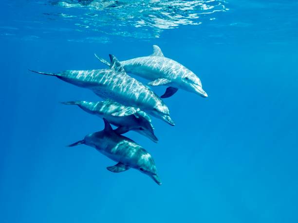 Blue lagoon Tursiops dolphins in the blue lagoon of Mayotte mayotte stock pictures, royalty-free photos & images