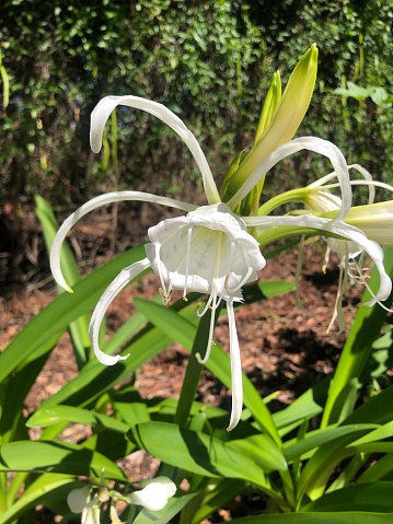 White spider lily flow with green background