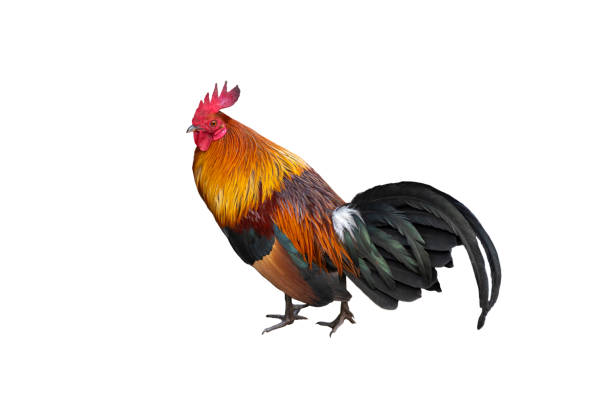 istock Red jungle fowl isolated on white background 1299693617