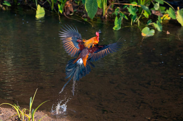 hombre de aves de la selva roja volando - 11207 fotografías e imágenes de stock