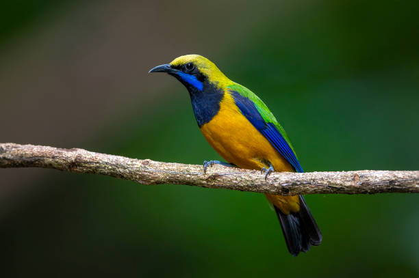 istock Orange-Bellied Leafbird beautiful of bird 1299693621