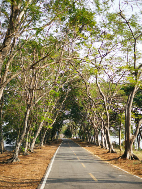 istock Cycling or running or walking trails in a park 1299696524