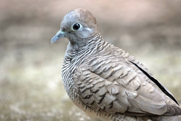 Close up Zebra Dove was Standing on The Ground