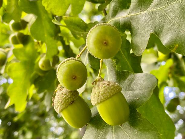 acorns - origins oak tree growth plant imagens e fotografias de stock