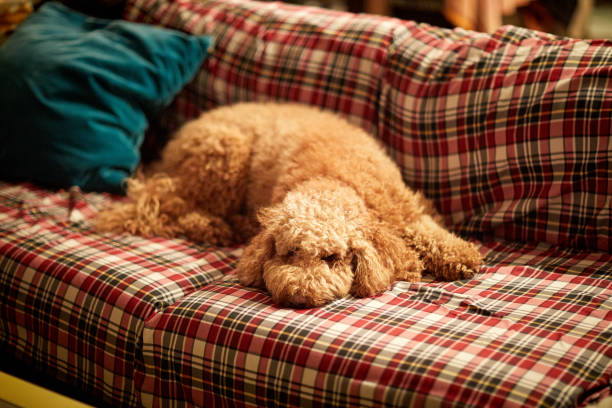 istock Fancy Poodle cut Labradoodle on dog bed 1299700818