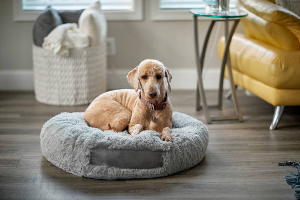 Labradoodle on dog bed Labradoodle on dog bed dog bed stock pictures, royalty-free photos & images